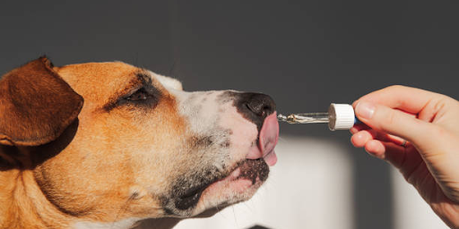 A Guide To CBD Oil: Its Uses & Benefits On Pets