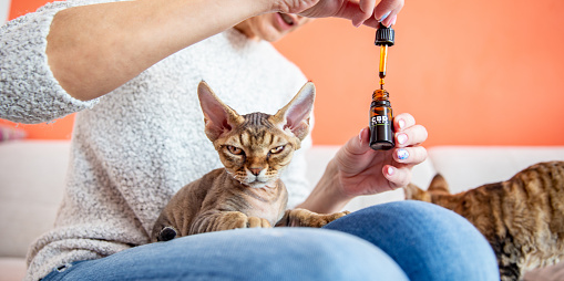 CBD For Pets Vs. CBD For Humans: What’s The Difference?