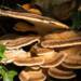 Harnessing the Healing Power of Edible Mushrooms in the Fight Against Cancer