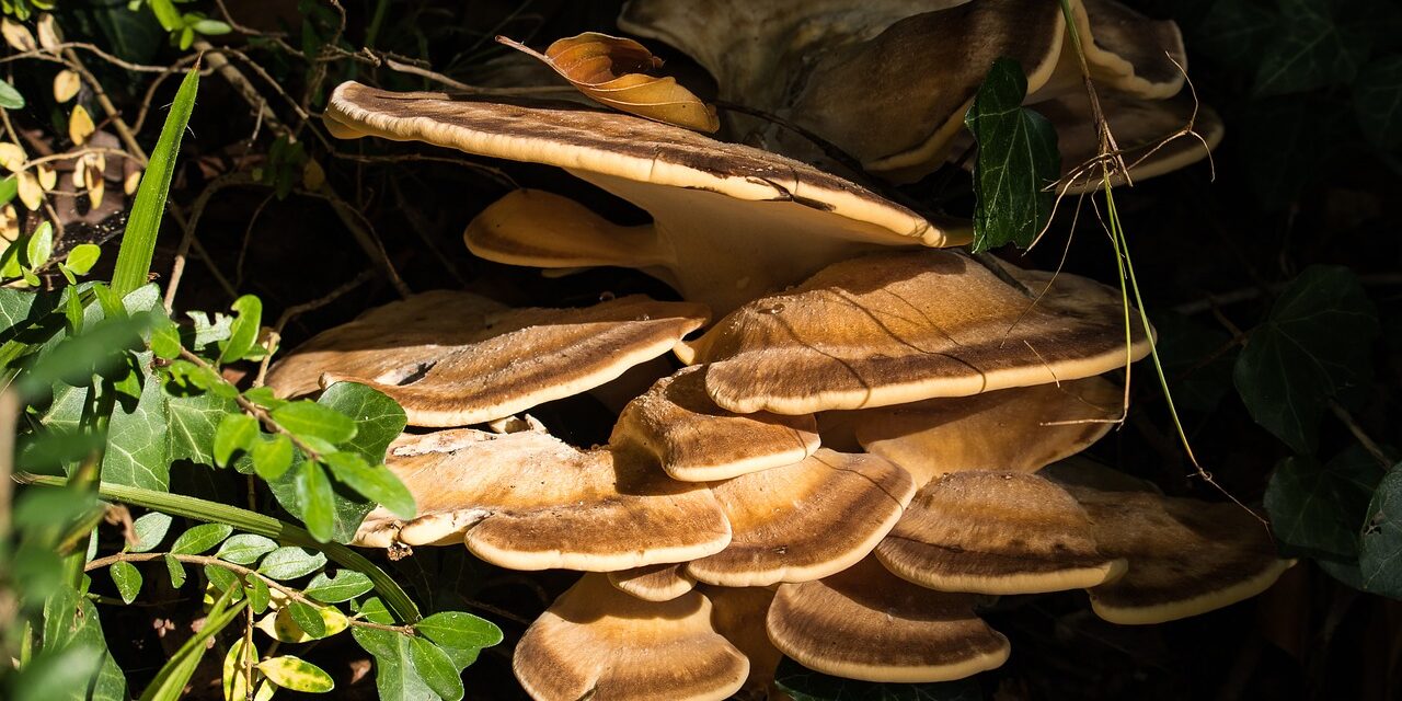 Harnessing the Healing Power of Edible Mushrooms in the Fight Against Cancer