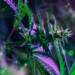 CBDa: Can This Cannabis Compound Help Fight COVID?